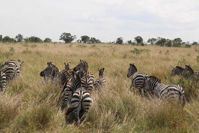 5-Day Private Tour in Kenya's Best Game Parks - Why this safari works for a short Kenya trip