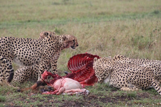 5-Day Safari in Maasai Mara, Lake Nakuru and Naivasha - Lake Nakuru’s rhinos and a possible flamingo sighting