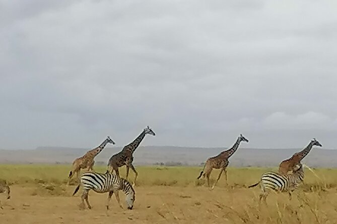 5-Day Safari in Maasai Mara, Lake Nakuru and Naivasha - Vehicles, guides, and the shared-group question
