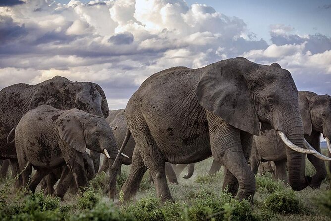 5-Day Safari Tour in 3 National Parks - Day 2: Mzima Springs and the move to Amboseli