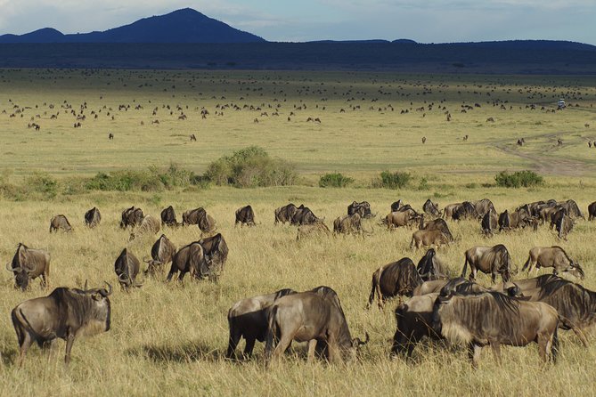 5 Days Best Of Kenya Safari - Why this safari route works
