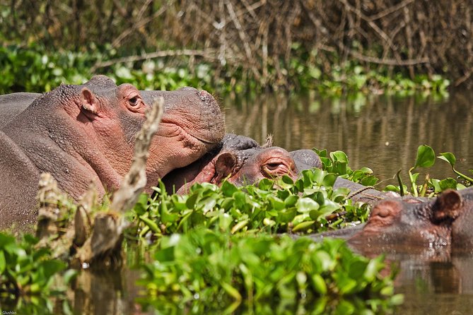 5 Days Best Of Kenya Safari - Days 1 and 2 at Maasai Mara