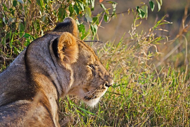 5 Days Best Of Kenya Safari - Day 5: Returning to Nairobi and the airport