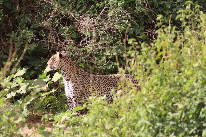 5 Days Best Of Kenya Safari - What the strongest praise tells you