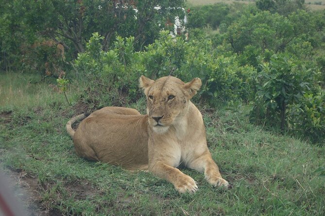 5 Days Budget Safari To Masai Mara, Lake Nakuru and Lake Naivasha - Key things to know before booking