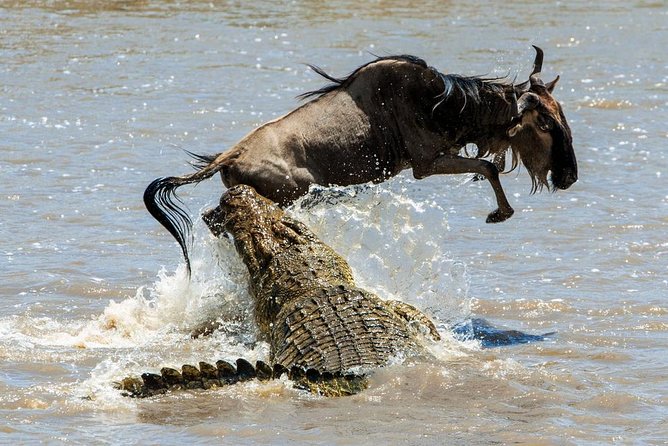 5 Days Hell's Gate, L. Naivasha, L. Nakuru & Masai Mara Luxury Safari - Day 3: The long move from Naivasha to Masai Mara
