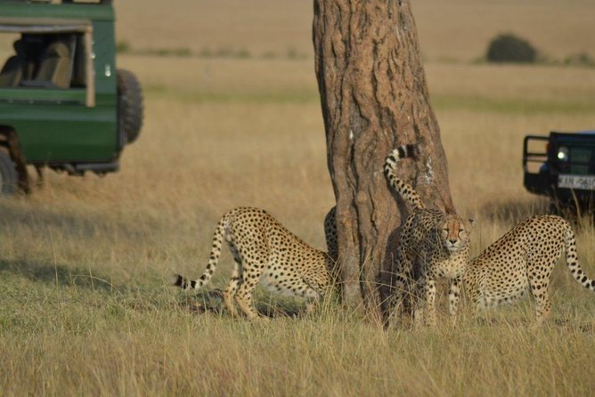 5 Days Highlights of Kenya - What Makes This Kenya Safari Worth Considering
