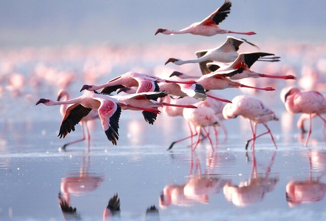 5 Days Kenya Masai Mara and Lake Nakuru Private Tour - Key points to know before booking