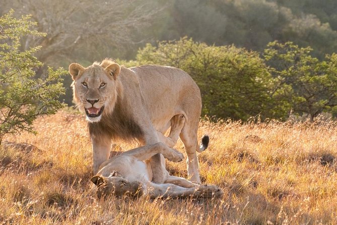 5 Days Kenya Masai Mara and Lake Nakuru Private Tour - Booking details worth checking