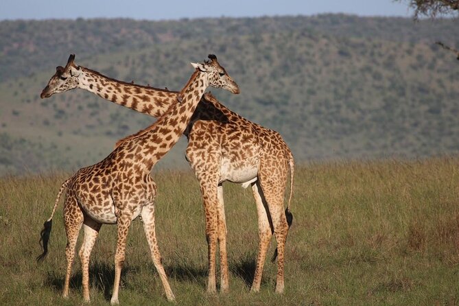 5 Days Lake Naivasha, Lake Nakuru, & Masai Mara - The private vehicle and guide make the difference