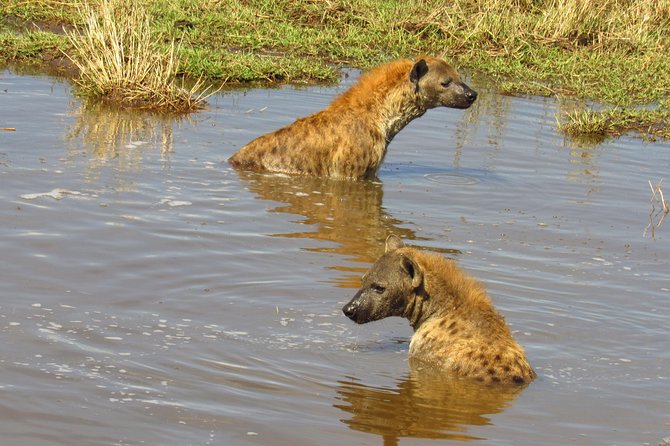 5 Days Lake Nakuru-Lake Naivasha & Maasai Mara Safari - Why this five-day route works