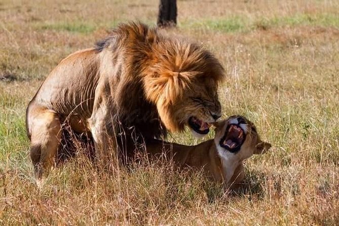 5 Days Lake Nakuru-Lake Naivasha & Maasai Mara Safari - Day 4: A full 10-hour Mara safari
