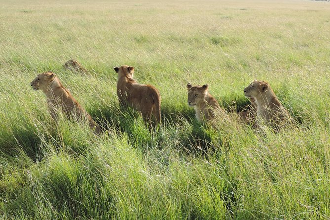 5 Days Lake Nakuru-Lake Naivasha & Maasai Mara Safari - Price and private-safari value at $1,691.18