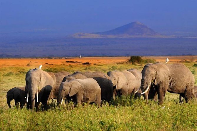 5 Days Maasai mara, Lake Nakuru, samburu private lodge safari - Day 1: Nairobi to Maasai Mara, with wildlife from the start