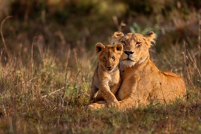 5 Days Masai Mara, Lake Nakuru & Naivasha Budget Joining Safari - Day 3: Leaving the Mara for Lake Nakuru