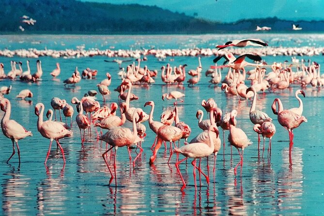 5 Days Masai Mara, Lake Nakuru & Naivasha Budget Joining Safari - Guides make the biggest difference