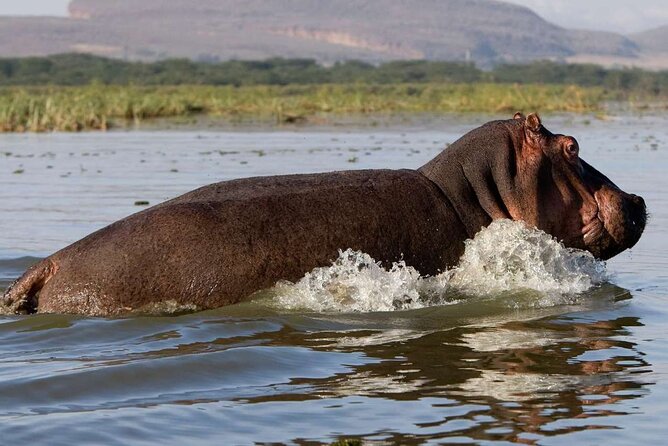 5 Days Masai Mara, Lake Nakuru & Naivasha Budget Joining Safari - Day 2: A full Masai Mara game-drive day