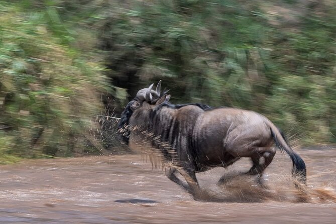 5 days Masai Mara Wildebeest migration safari - Day three at the Mara River