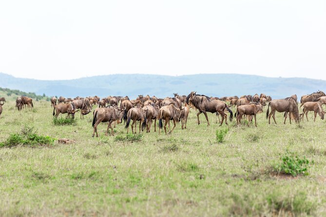 5 days Masai Mara Wildebeest migration safari - Day four, a full day among Mara wildlife