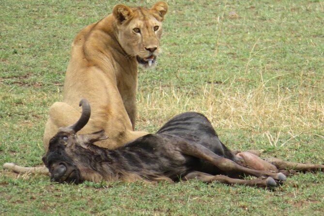 5 days Masai Mara Wildebeest migration safari - The road from Nairobi to the Masai Mara
