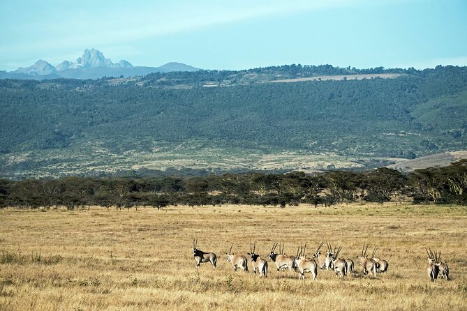 5 Days Mount Kenya Climbing Via Chogoria Sirimone Route - Day 5: The long walk to Old Moses Camp