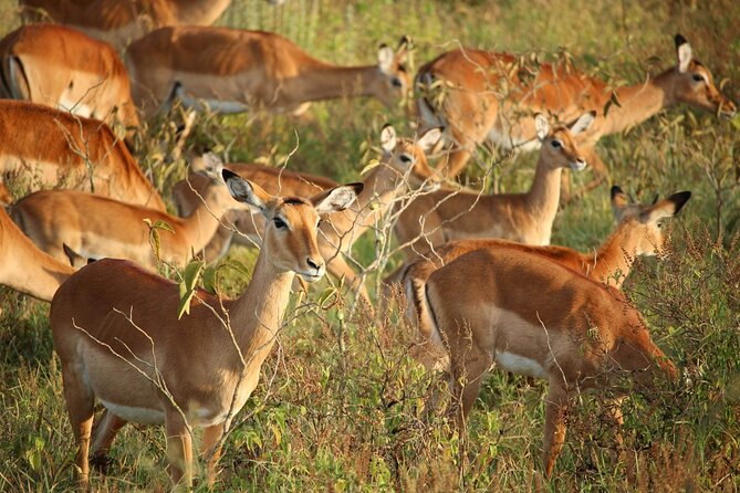 5 Days of Kenyan Magic: A Whirlwind Safari Adventure - What the $1,800 price really includes