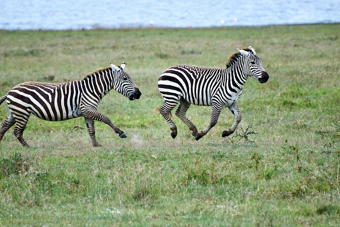 5 Days of Kenyan Magic: A Whirlwind Safari Adventure - Who should book this five-day safari?
