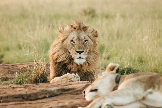 5 Days of Kenyan Magic: A Whirlwind Safari Adventure - Leaving the Mara for Lake Nakuru