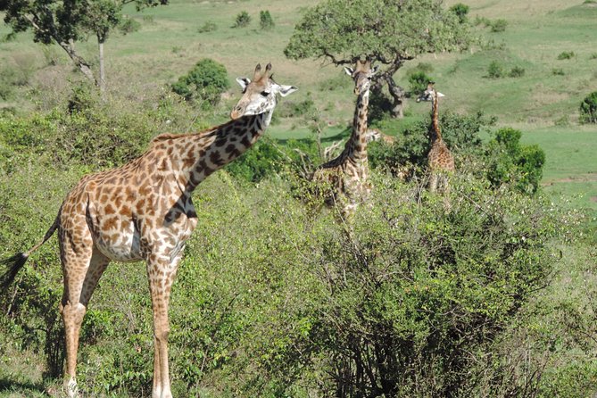 5 Days Ol Pejeta-Lake Nakuru-Masai Mara Mid-Comfort Safari - Day three: reaching the Maasai Mara