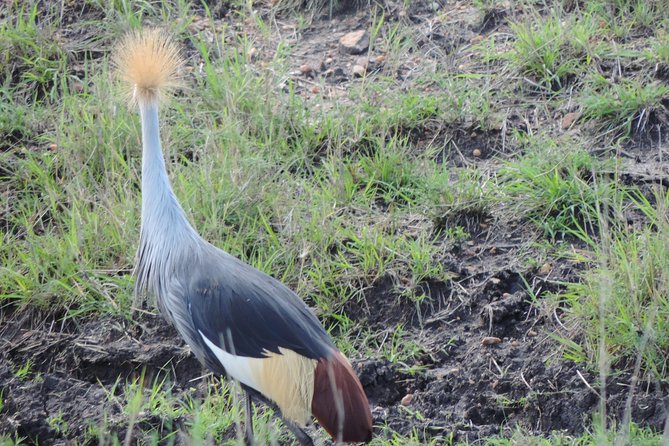5 Days Ol Pejeta-Lake Nakuru-Masai Mara Mid-Comfort Safari - Day four: a full day in the Mara