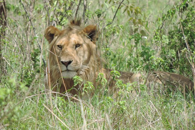 5 Days Ol Pejeta-Lake Nakuru-Masai Mara Mid-Comfort Safari - Day five: a cultural option and return to Nairobi