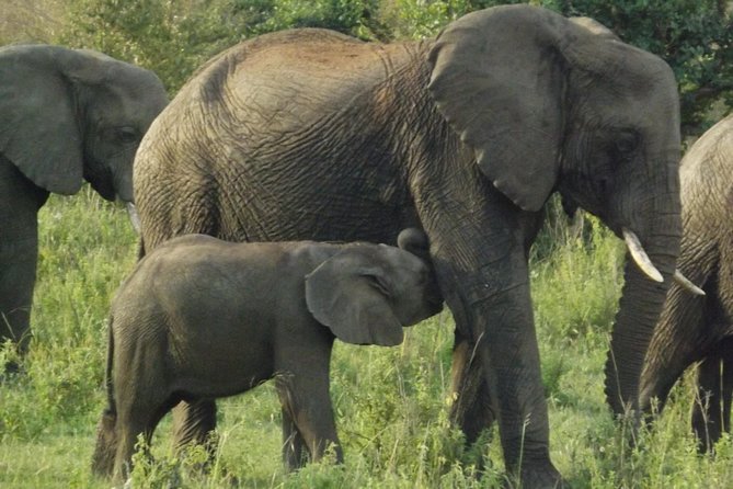 5 Days Ol Pejeta-Lake Nakuru-Masai Mara Mid-Comfort Safari - Guides, privacy, and the human side