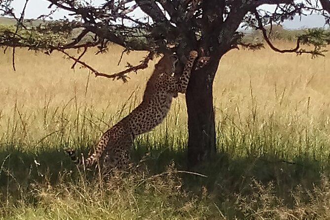 5 Days Safari to Aberdare N/P, Nakuru N/P and Maasai Mara N/R. - Day one: farms, Baden-Powell, and Aberdare forest