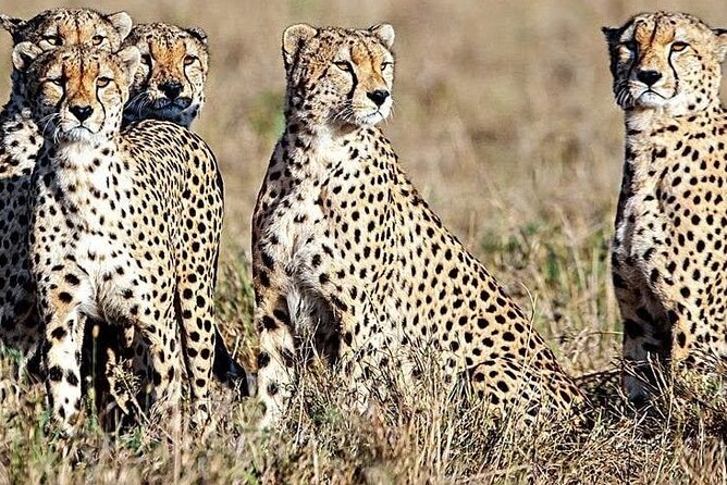 5 Days Safari to Amboseli N/P, Lake Naivasha, Maasai Mara N/R. - Day 4: Eight hours in the Maasai Mara