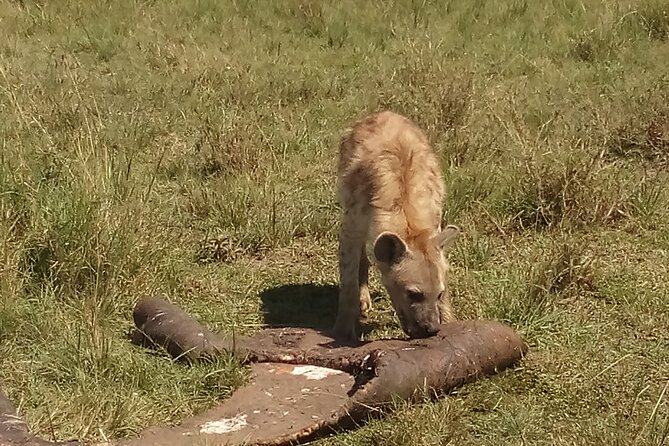 5 Days Safari to Amboseli N/P, Lake Naivasha, Maasai Mara N/R. - Day 5: Sunrise predators and the return to Nairobi