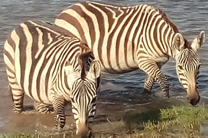 5 Days Safari to Amboseli N/P, Lake Naivasha, Maasai Mara N/R. - What the $2,800 price includes