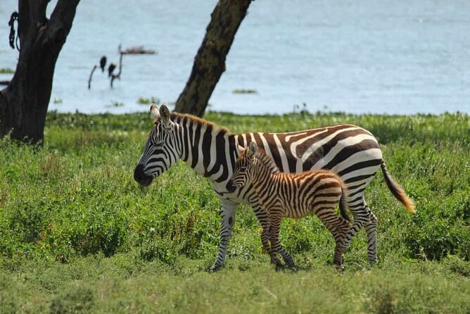 5 Days Safari to Amboseli N/P, Lake Naivasha, Maasai Mara N/R. - Guides, families, and the private format