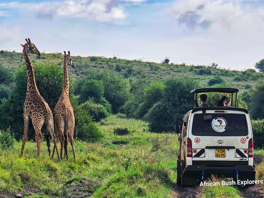 5-Hour Nairobi National Park 4x4 Safari with Free Pickup - The Ivory Burning Site and the park’s bigger story