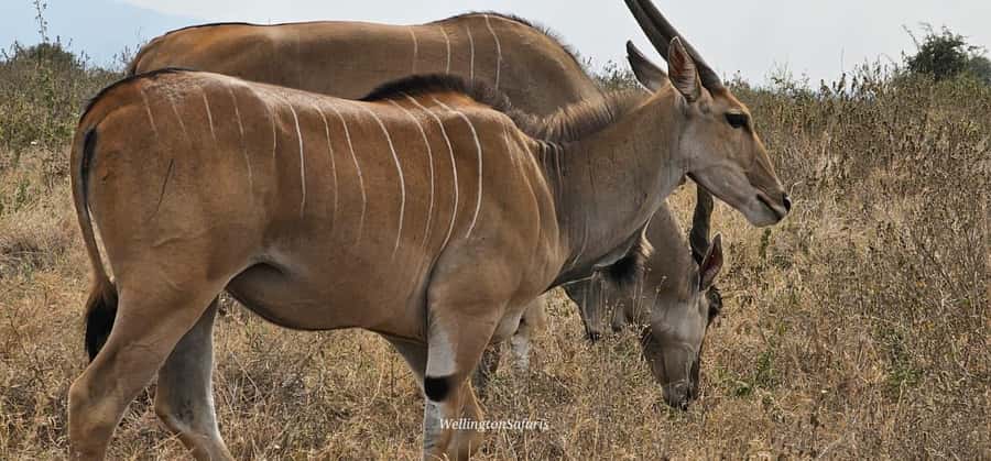 5-Hour Nairobi National Park 4x4 Safari with Free Pickup - How the guides affect the experience