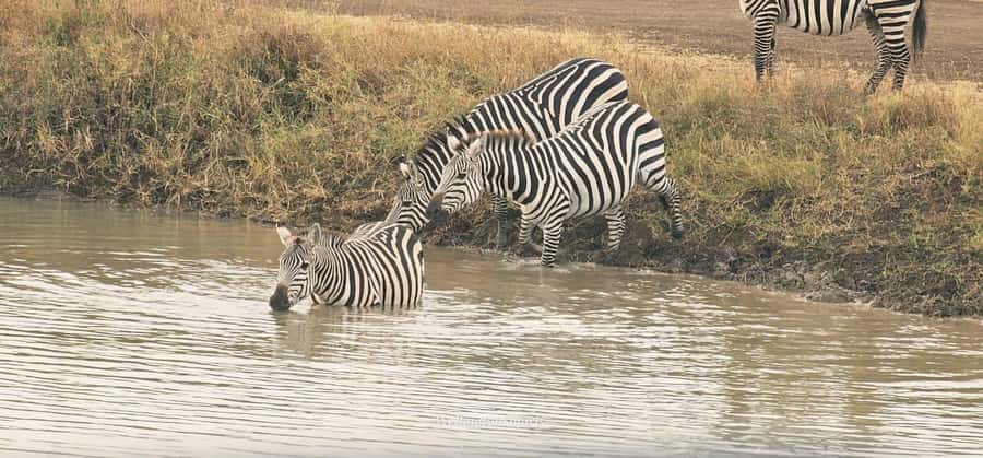 5-Hour Nairobi National Park 4x4 Safari with Free Pickup - What $80 really buys you