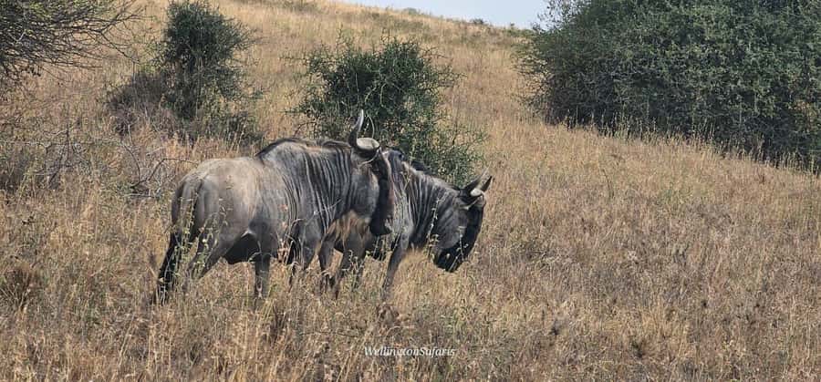 5-Hour Nairobi National Park 4x4 Safari with Free Pickup - Timing, comfort, and small practical details