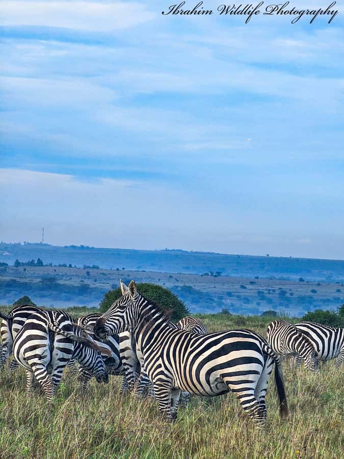 5-Hour Nairobi National Park 4x4 Safari with Free Pickup - What the five-hour outing includes
