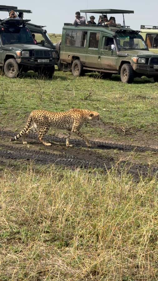 5-Hours Nairobi National Park Game Drive 4x4 Vehicle - Four hours among Nairobi National Park wildlife