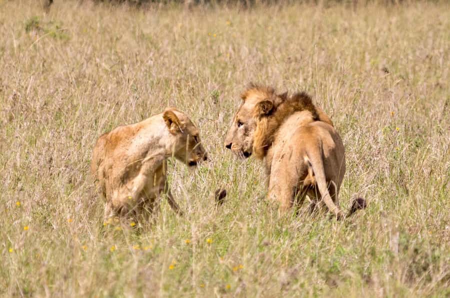 5-Hours Nairobi National Park Game Drive 4x4 Vehicle - Why the skyline changes the safari experience