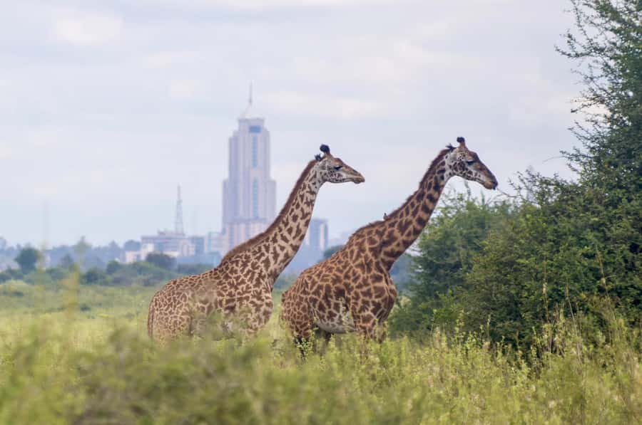 5-Hours Nairobi National Park Game Drive 4x4 Vehicle - What the $39 price really buys you