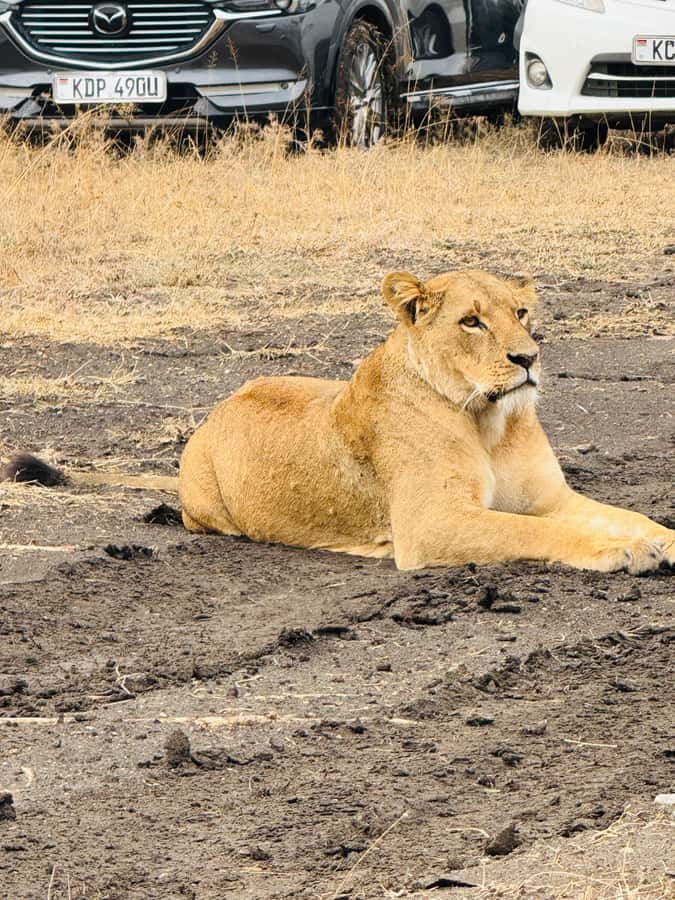5-Hours Nairobi National Park Game Drive 4x4 Vehicle - Private groups and the question of vehicle space