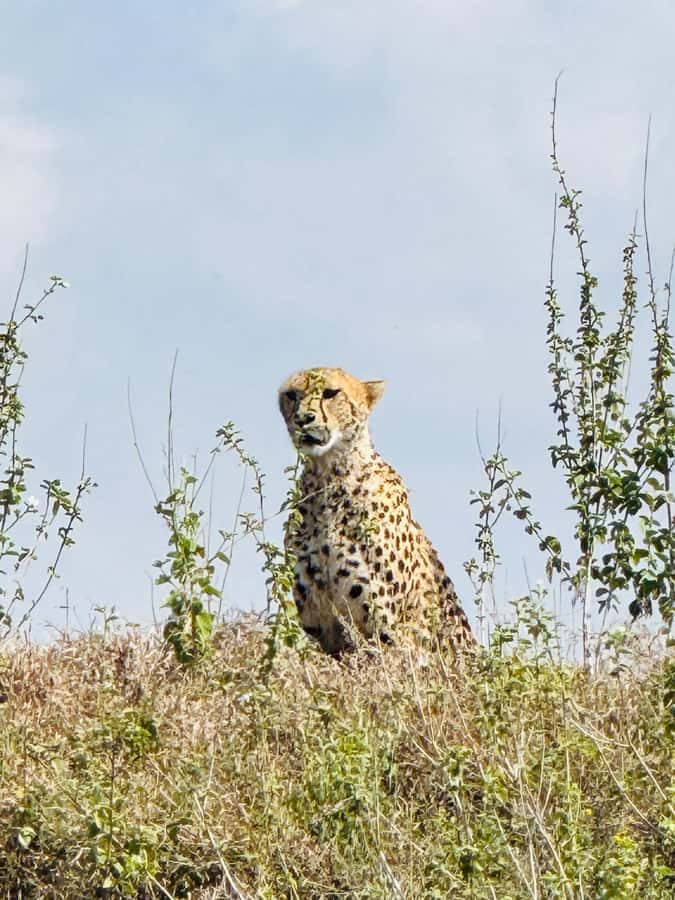 5-Hours Nairobi National Park Game Drive 4x4 Vehicle - Practical advice for a better game drive