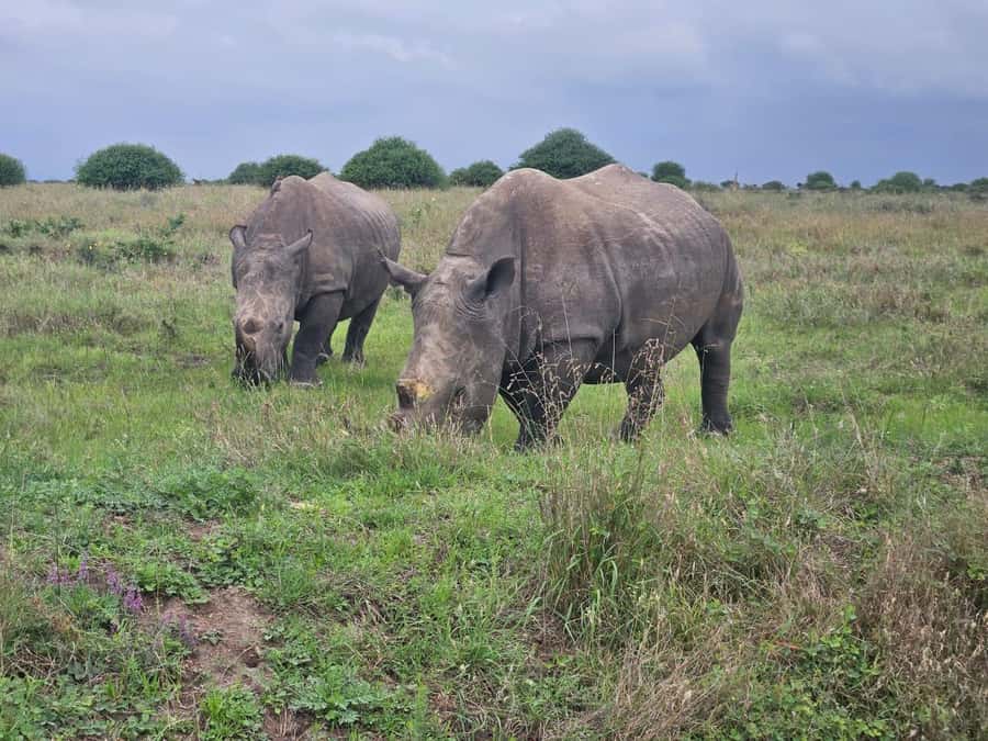 5 Hours Nairobi National Park Game Drive Tour 4x4 Open Roof - Key points to know before booking