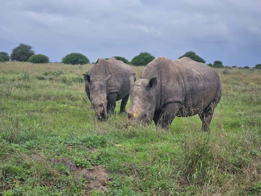5 Hours Nairobi National Park Game Drive Tour 4x4 Open Roof - Service from KT Safari LTD