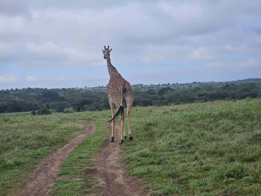 5 Hours Nairobi National Park Game Drive Tour 4x4 Open Roof - Nairobi National Park, a safari park beside the city